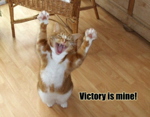 victory_cat