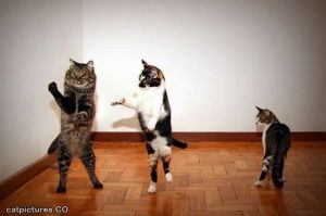 Dancing_Cats